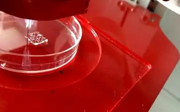 استفاده از پوست مارماهی برای تولید سلول‌های بنیادی 