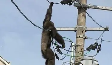 سرانجام شامپانزه‌ای که سیم های برق را برای بازی انتخاب کرد +فیلم 