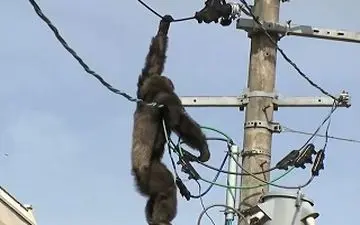 سرانجام شامپانزه‌ای که سیم های برق را برای بازی انتخاب کرد +فیلم 