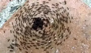 خودکشی دسته جمعی مورچه‌ها به شکلی عجیب+عکس
