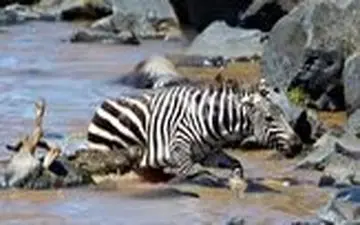 فرار گورخر از دهان کروکودیل