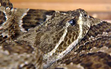 عجیب اما واقعی؛ماری بدون سَر به یک مرد حمله کرد!