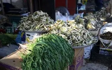 برداشت و حمل گونه‌های گیاهی در قصرشیرین ممنوع است