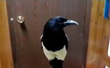 کلاغ هم با تمرین انگلیسی حرف می‌زند!