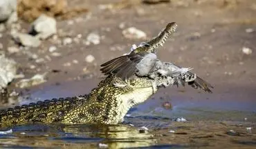ویدیو/ سرعت خیره کننده یک تمساح در لحظه شکار