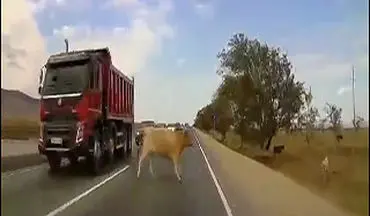 مرگ دردناک یک گاو پس از تصادف شدید با خودرو + فیلم 