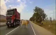 مرگ دردناک یک گاو پس از تصادف شدید با خودرو + فیلم 
