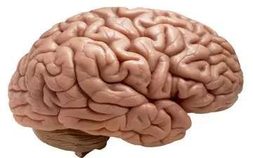 یخچال شما، می‌تواند آینده مغزتان را فاش کند