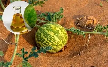 خواص دارویی روغن حنظل