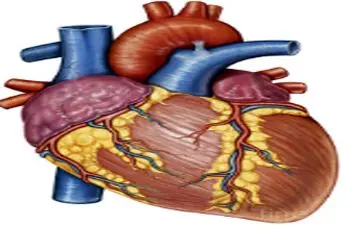 باید بدانید که هیچ نوع چربی خوب برای قلب وجود ندارد
