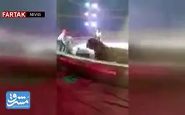 همدستی شیر و ببر سیرک علیه اسب نگون‌بخت! + فیلم