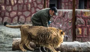 حمله‌ی شیر به مدیر مجموعه دهکده طبیعت در قزوین به خیر گذشت