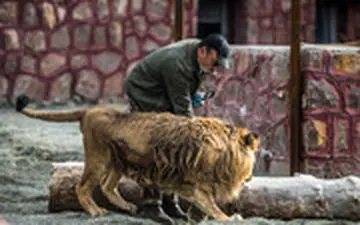 حمله‌ی شیر به مدیر مجموعه دهکده طبیعت در قزوین به خیر گذشت