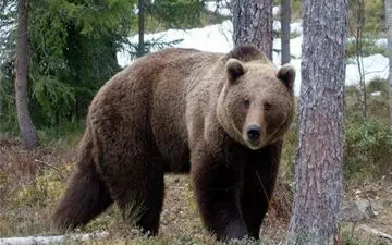 حمله خرس در دهدز یک مصدوم بر جای گذاشت