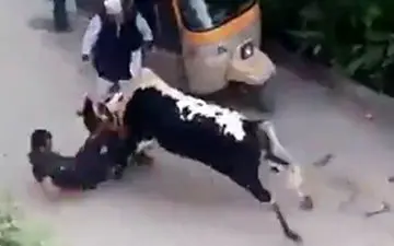 مجروح شدن یک مرد توسط گاو + فیلم