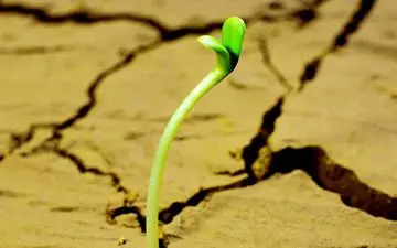 تبدیل بیابان‌های خشک به زمین‌های حاصل‌خیز +فیلم 