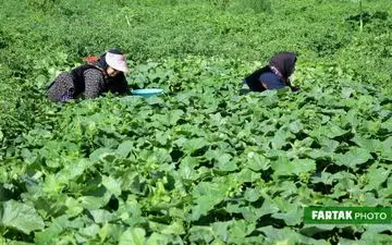 تلاش صیفی‌کاران شهر گهواره استان کرمانشاه برای چیدن محصولات تولیدی  