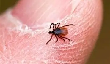 تاکنون موردی از بیماری «تب کریمه کنگو» در لرستان مشاهده نشده است