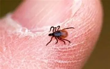 تاکنون موردی از بیماری «تب کریمه کنگو» در لرستان مشاهده نشده است