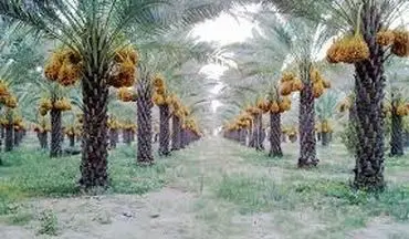 قیمت خرما در خوزستان تعیین شود/ نخلداران نگرانند