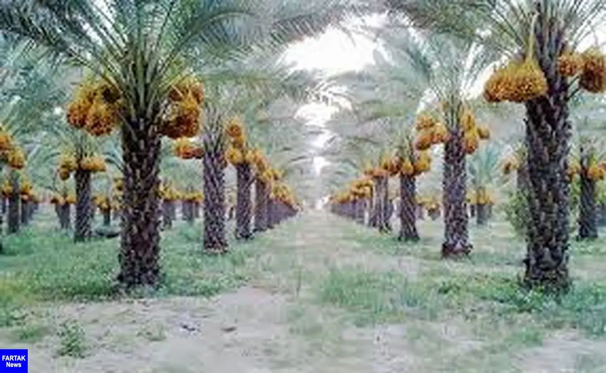 قیمت خرما در خوزستان تعیین شود/ نخلداران نگرانند
