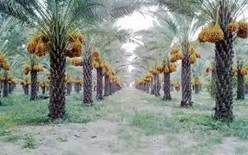 قیمت خرما در خوزستان تعیین شود/ نخلداران نگرانند