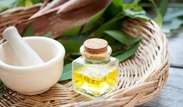 فواید روغن اکالیپتوس برای تنفس بهتر؛ راهکاری طبیعی برای کاهش مشکلات تنفسی