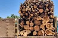 کشف ۱۵ تن چوب قاچاق در کنگاور