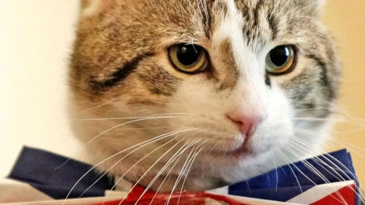 شرایط زندگی «گربه‌های دیپلمات» در انگلستان