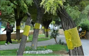 مگس‌های سفید، مهمان‌های ناخوانده پایتخت‌نشینان/ چگونه در برابر عسلک‌ها سلامت بمانیم؟