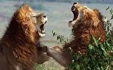     جنگ خونین 2 شیر نر خشمگین با یکدیگر+فیلم