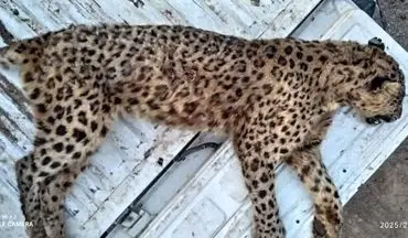 ماده پلنگ ایرانی در البرز تلف شد