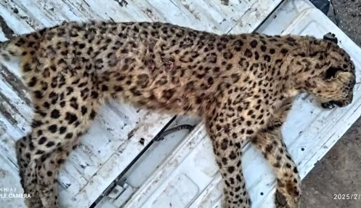   ماده پلنگ ایرانی در البرز تلف شد 