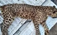 ماده پلنگ ایرانی در البرز تلف شد
