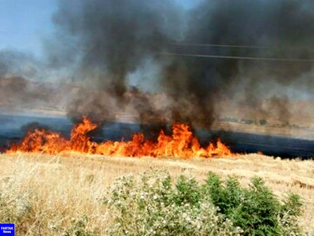‍ 80 هکتار از مزارع گندم و جو "کرمانشاه" در آتش سوخت
