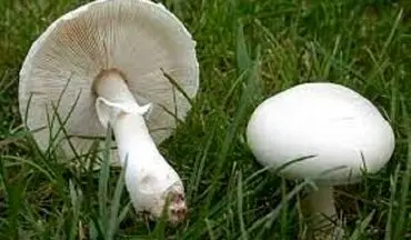 قارچ‌هایی با این نوع کلاهک‌ها سمی هستند