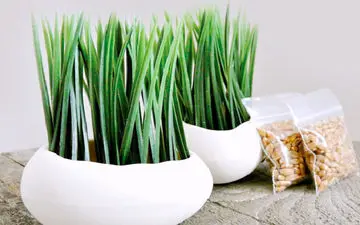 شیوه کاشت سبزه با هسته خرما