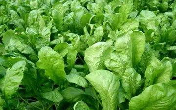 درمان سرفه و کاهش وزن با مصرف این سبزی