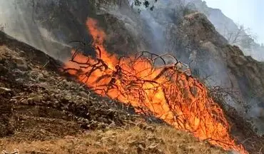 آتش‌سوزی جنگل‌ها و مراتع ارسنجان؛ ۱۵۰ هکتار طعمه حریق شد‌