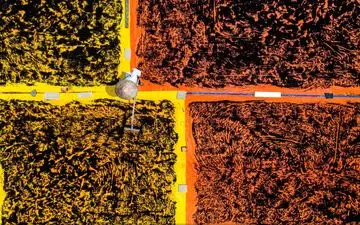  عکس منتخب نشنال جئوگرافیک | خشک کردن فلفل