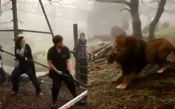  حیوان آزاری عجیب در باغ وحش‌های انگلیس+ فیلم