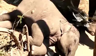 مهر مادری یک فیل نسبت به نوزادش