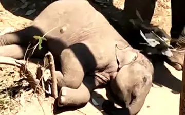 مهر مادری یک فیل نسبت به نوزادش