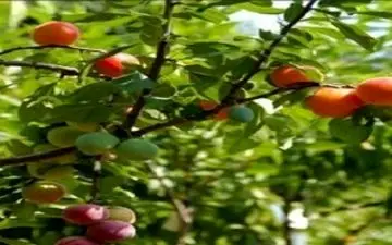 درختی شگفت انگیز با چند میوه + فیلم