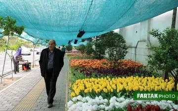 اختصاصی/اقدام ارزنده بیاد مادر؛ کاشت 230 هزار گل های لاله+تصاویر