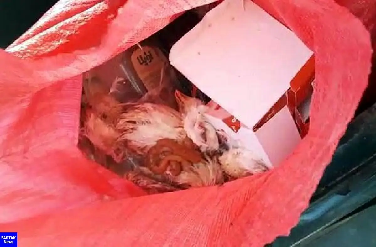 توزیع کننده مرغ های فاسد در کرمانشاه دستگیر شد