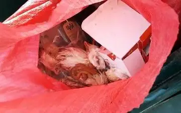 توزیع کننده مرغ های فاسد در کرمانشاه دستگیر شد