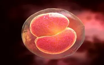 ترکیبی دارویی برای درمان نازایی