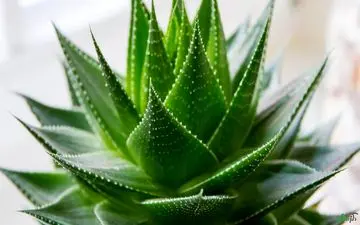 معجزه های خواص آلوئه ورا 