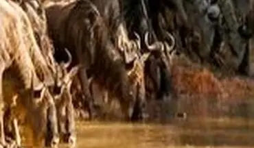 ویدیو/ شکار دلخراش یک گاو وحشی توسط کروکودیل 